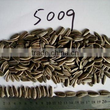 2016 new crop sunflower seeds in shell planting