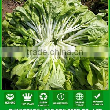 NPK05 Binla Green chinese vegetable pak choi seeds for open air