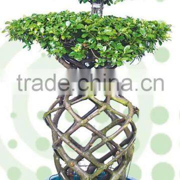 Ficus Microcarpa cage two layers