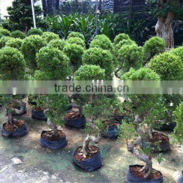 S shape, Ficus microcarpa