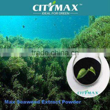 HOT!!! organic seaweed ascophyllum powder