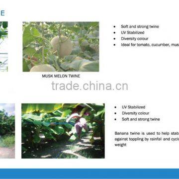 High Quality Garden Tomato Twine photo-6