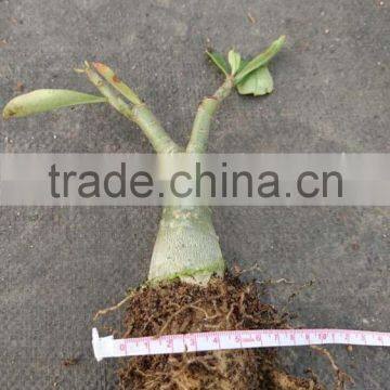 Adenium Obesum Grafted photo-2