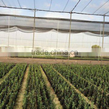 Olea Europaea photo-3