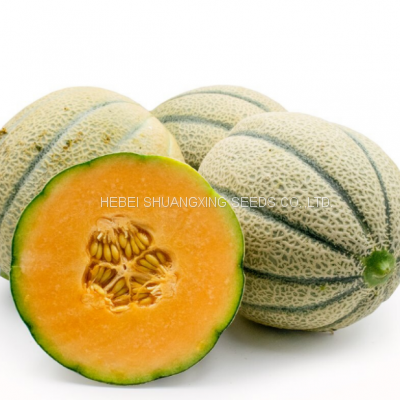 Greyish-green skin orange flesh hybrid round melon seeds