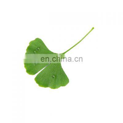 Organic Dried Pure Ginkgo Biloba Leaf Powder Ginkgo Biloba Extract