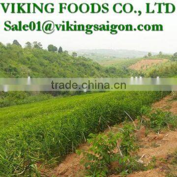 FRESH GINGER _ HIGH QUALITY photo-5