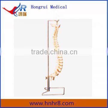 Vertebral Column Medical Anatomical Model