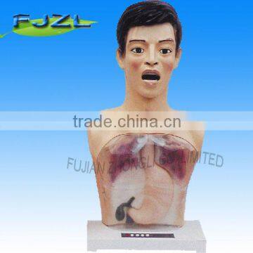 Transparent Gastrolavage Training Simulator,Gastrolavage Nursing Training manikin