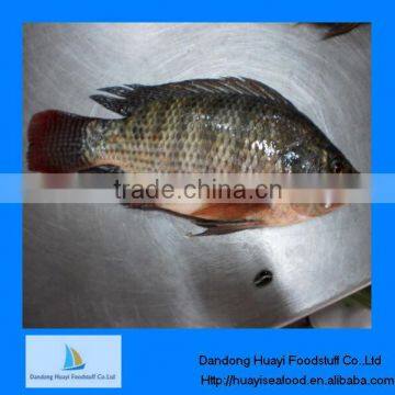 Wholesale fish frozen tilapia on sale