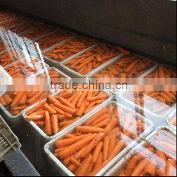 yellow carrot for sale