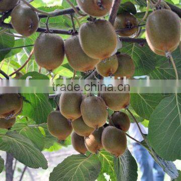 kiwi fruit