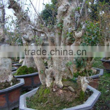 Lagerstroemia indica L. bonsai