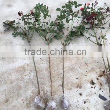 2 -5 Years and 30-120cm Rosa Rugosa Seedlings For Beautiful Roses photo-5