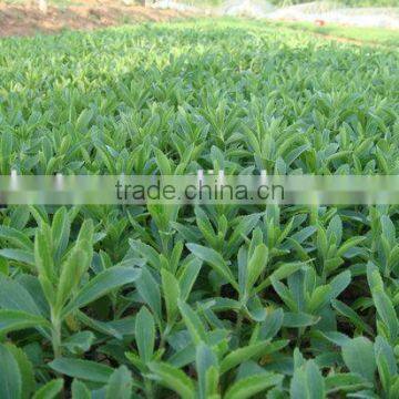 Stevia Leaf Powder Slim Stevia Sweetener Stevia 98% photo-5