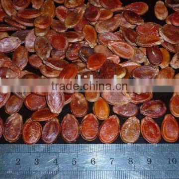 New Crop Red Watermelon Seeds