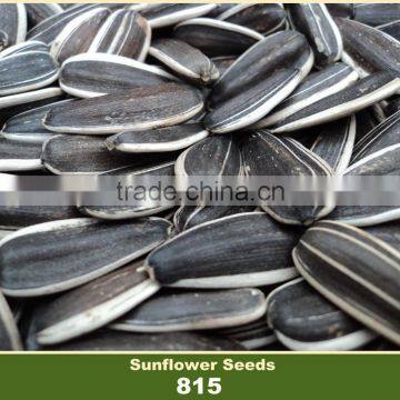 Price of Sunflower Seeds 815 Big Size With White Strip