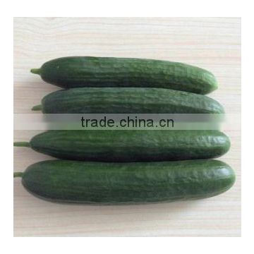 CU1003 Mazer 002 heat resistant outdoor f1 hybrid cucumber seeds