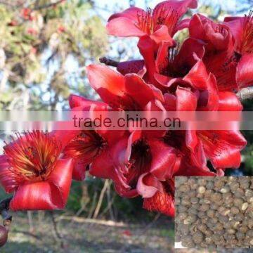 Indian Semal Musli Forestry tree seeds Bombax mulabaricum Rajasthan Asia