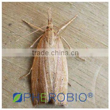 Pheromone Lure for Chilo suppressalis and trap set