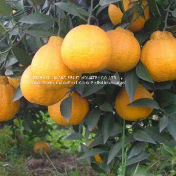 Chinese Fruit Citrus/orange With Own Orchard and Factory photo-2