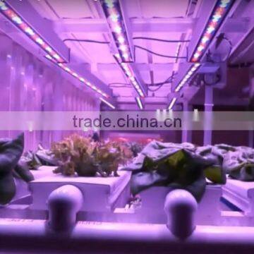 3.3ft IP65 36W LED Grow Bar Light for Plant Tissue Culture photo-2