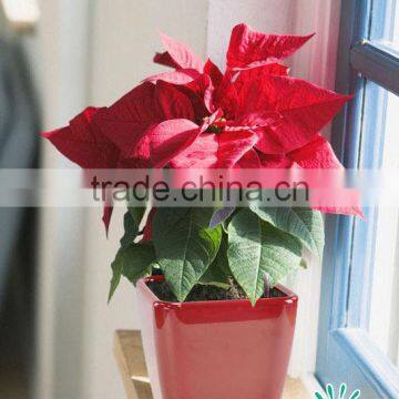 Flower Pots for Garden,pots Garden Planter,planter for Garden photo-3