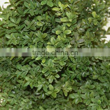 SJ041116 Small Bonsai Ball Plant Topiary Tree for Indoor Decoration photo-3