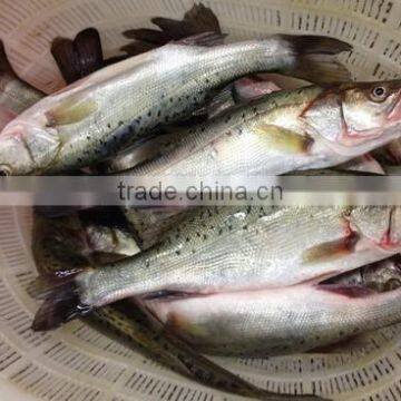 Frozen Seabass Fillets 5-7oz,7-9oz Lateolabrax Japinicus for Middle East Market photo-3
