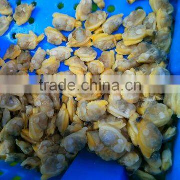 Frozen Clam Meat in Discount and Hot Sale photo-3