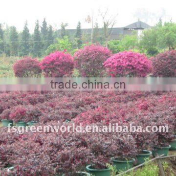 loropetalum Chinensis farm