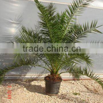 Phoenix Canariensis From 80/100 in 5 Liters Pot photo-3