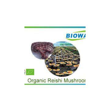 Organic Reishi Mushroom