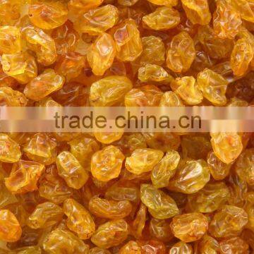 PREMIUM INDIAN RAISIN