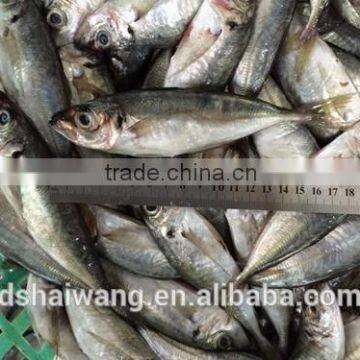 Export high quality big eyes horse mackerel with size 70 - 90 g