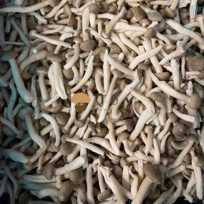 IQF Frozen Shimeji Mushroom Hyjpsizygus Marmoreus