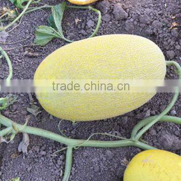 SM No.2 Middle mature hybrid f1 sweet melon seeds