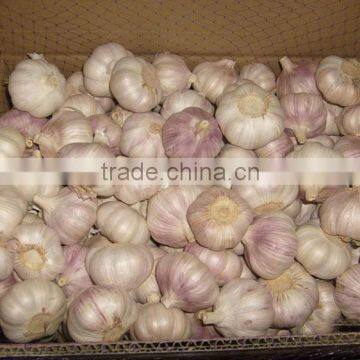 Normal White Garlic Price 10kg/carton for colombia market