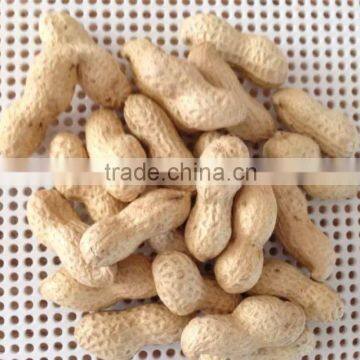 Chinese Roasted Salted Peanut kernels for hot sale