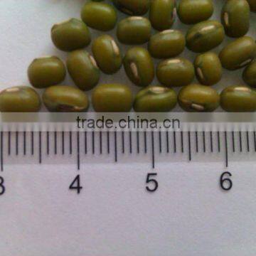 Green Mung Bean( sprouting type)