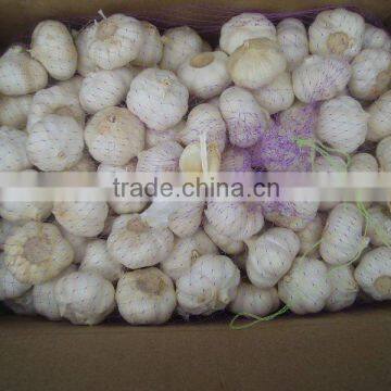 fresh white garlic in jinxiang lowest price