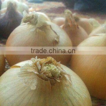 FRESH YELLOW ONION DIFFERENT SIZES