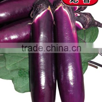 Hybrid dark red eggplant seeds-Fei Xiang