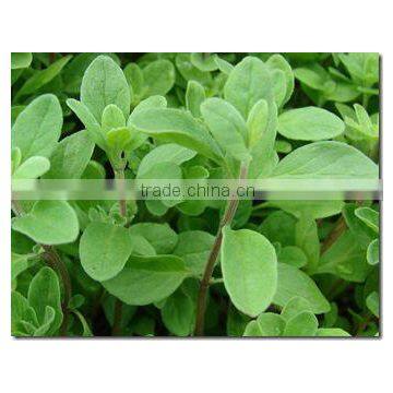 Sweet Marjoram (Origanum Majorana) Essential Oil
