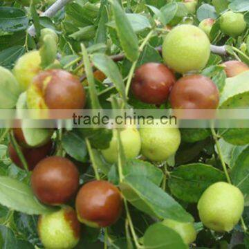 Jujube tree seedling