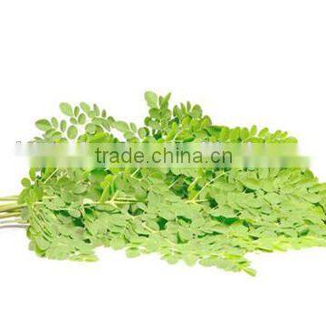 GMP Kosher Natural Moringa Leave Powder/Moringa Oleifera Powder photo-2