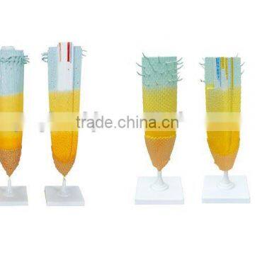 Root Tip