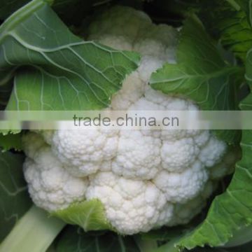 HCF38 Zhonghua heat resistant F1 hybrid cauliflower seeds