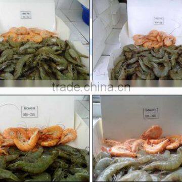 HOSO /HLSO Vanamei White Shrimp photo-2