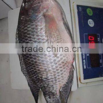 Frozen Tilapia photo-4